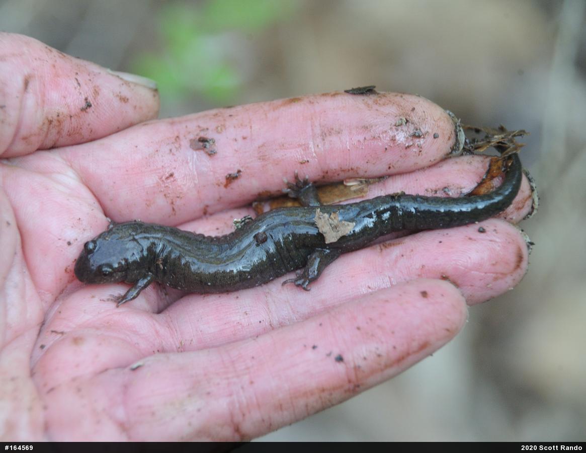 Northern Dusky Salamander