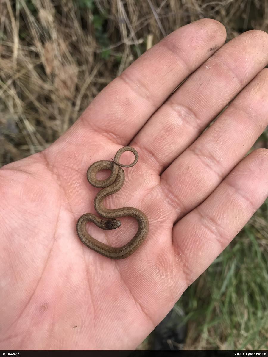 Dekay's Brownsnake