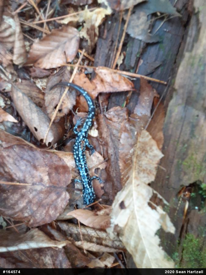 Northern Slimy Salamander