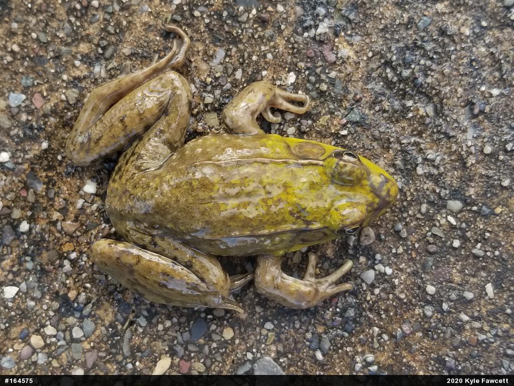 Green Frog