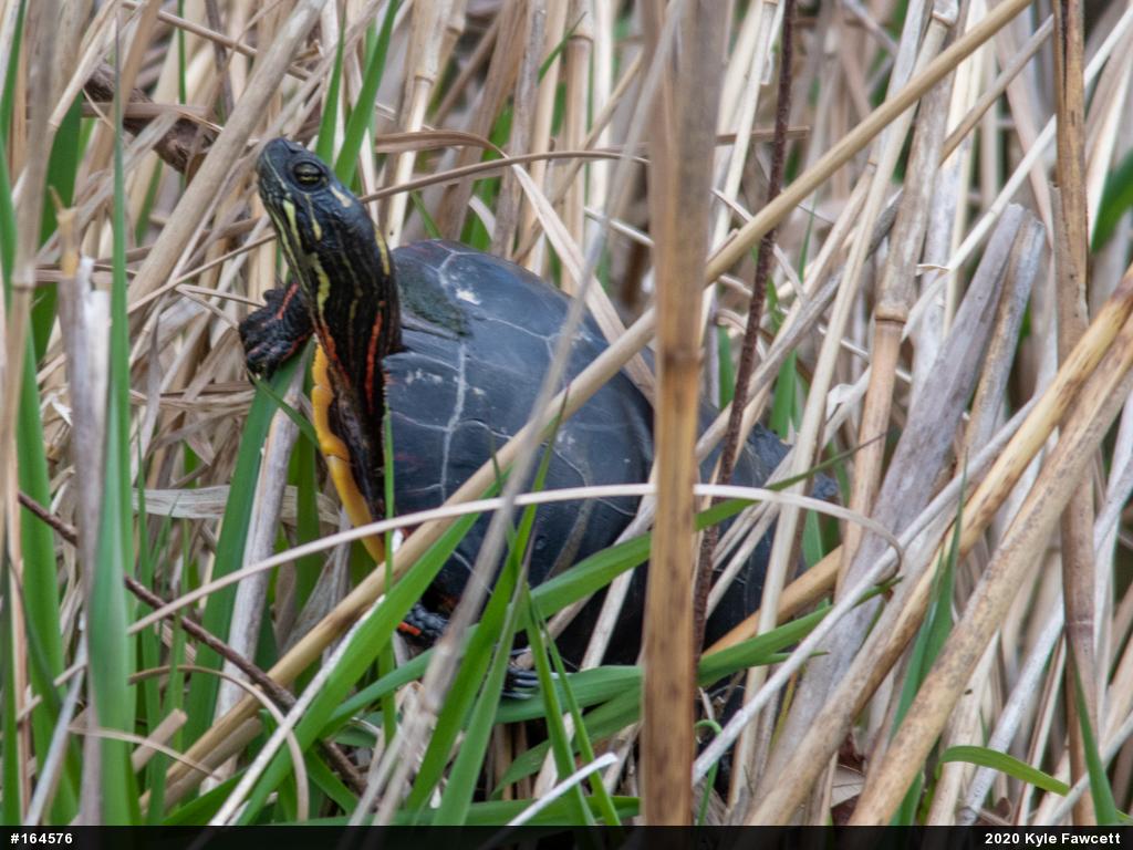 Painted Turtle