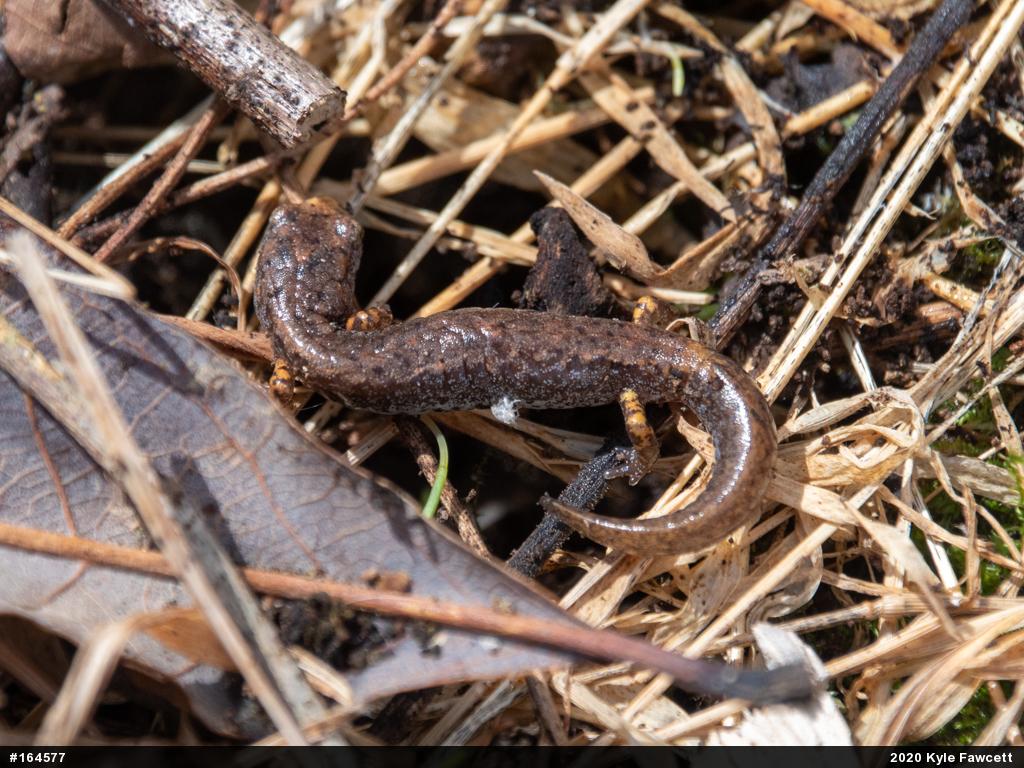 Four-toed Salamander