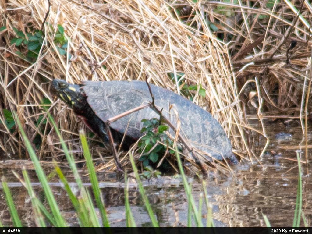 Painted Turtle