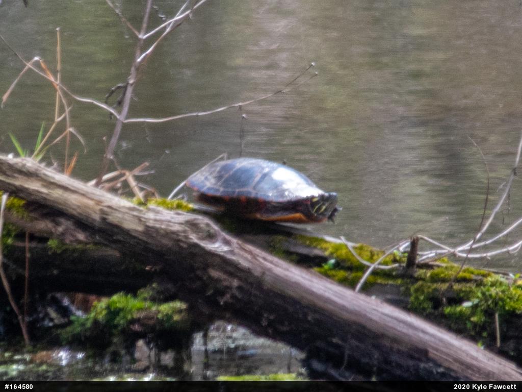 Painted Turtle