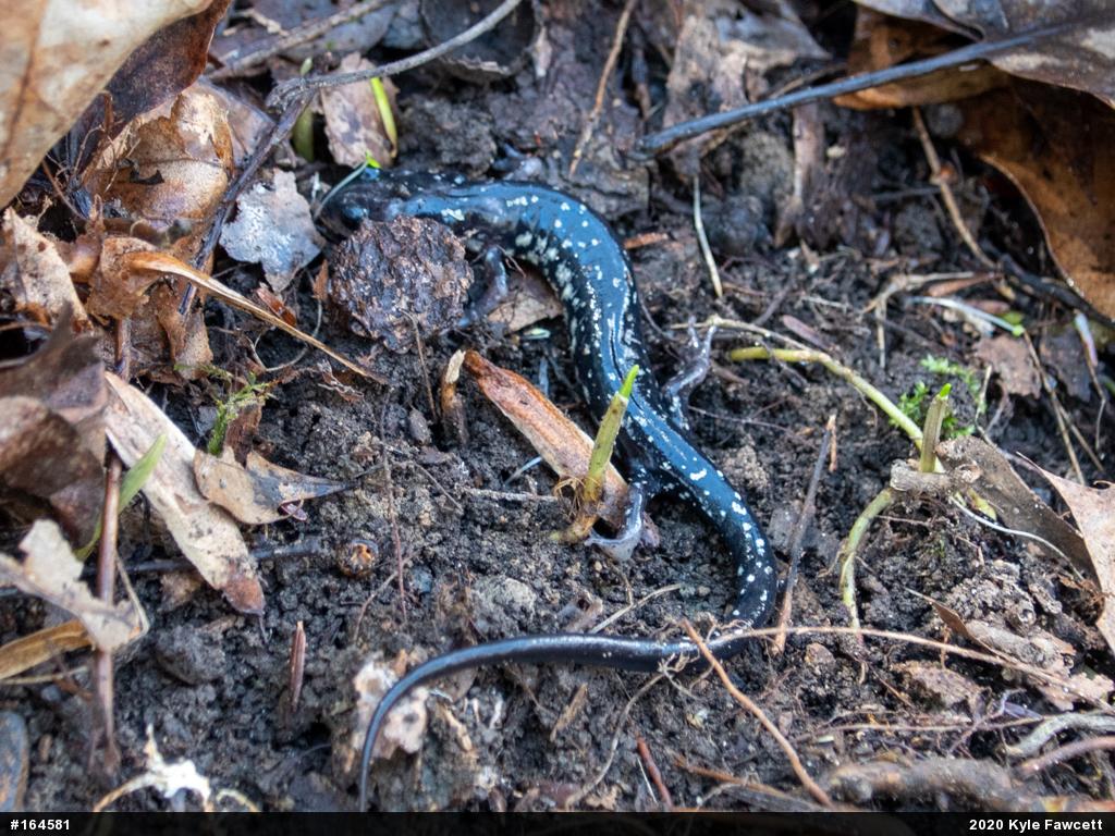 Northern Slimy Salamander