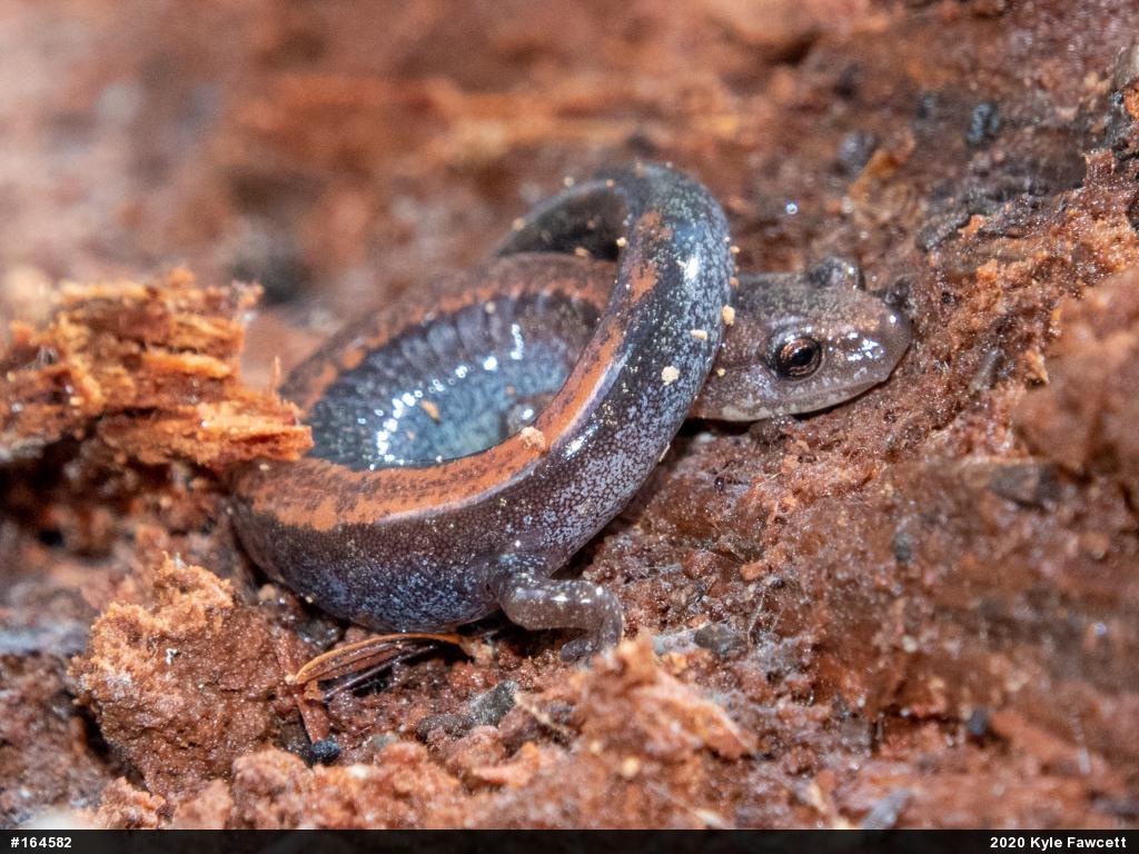 Eastern Red-backed  Salamander