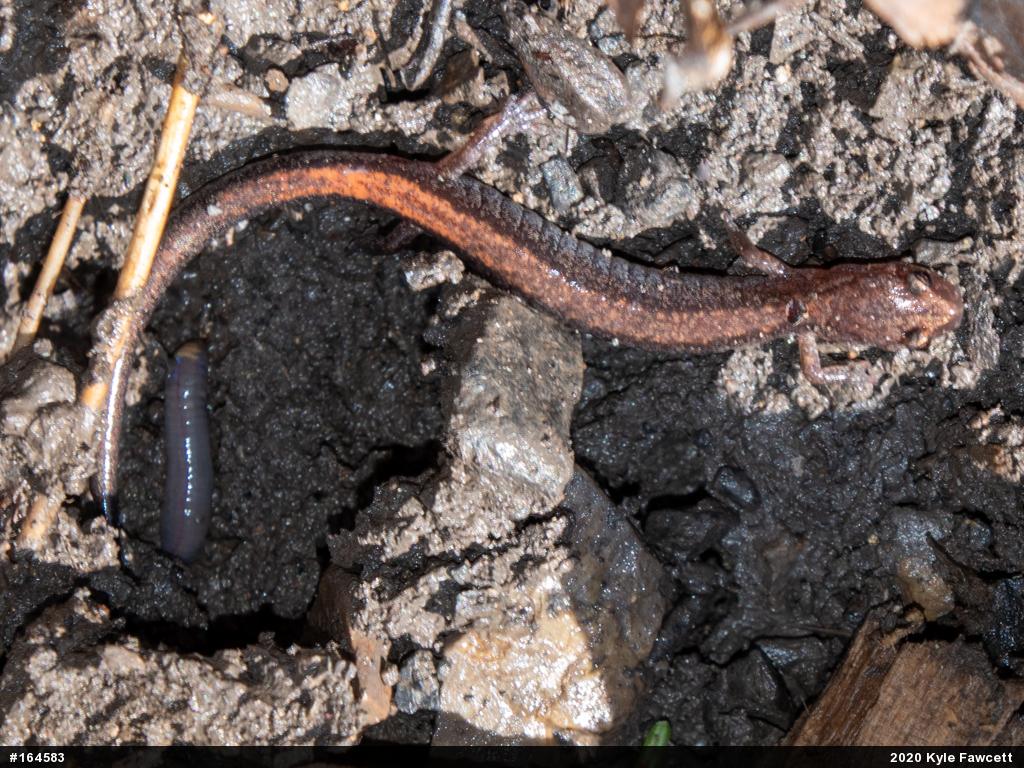 Eastern Red-backed  Salamander