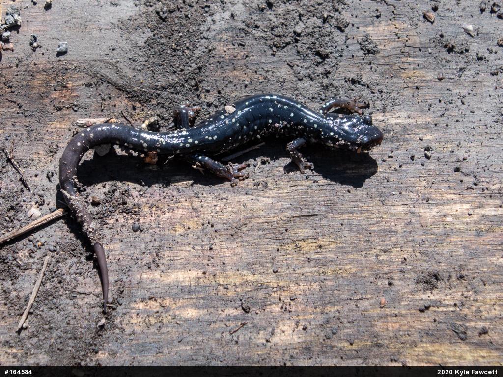 Northern Slimy Salamander