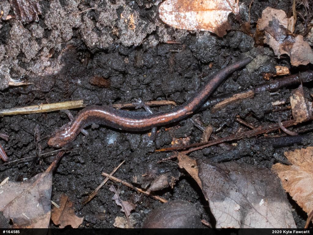 Eastern Red-backed  Salamander