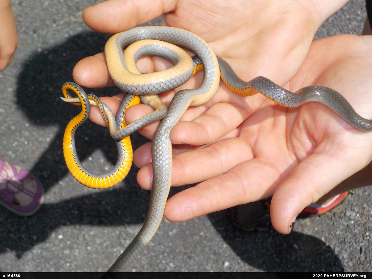 Northern Ring-necked Snake