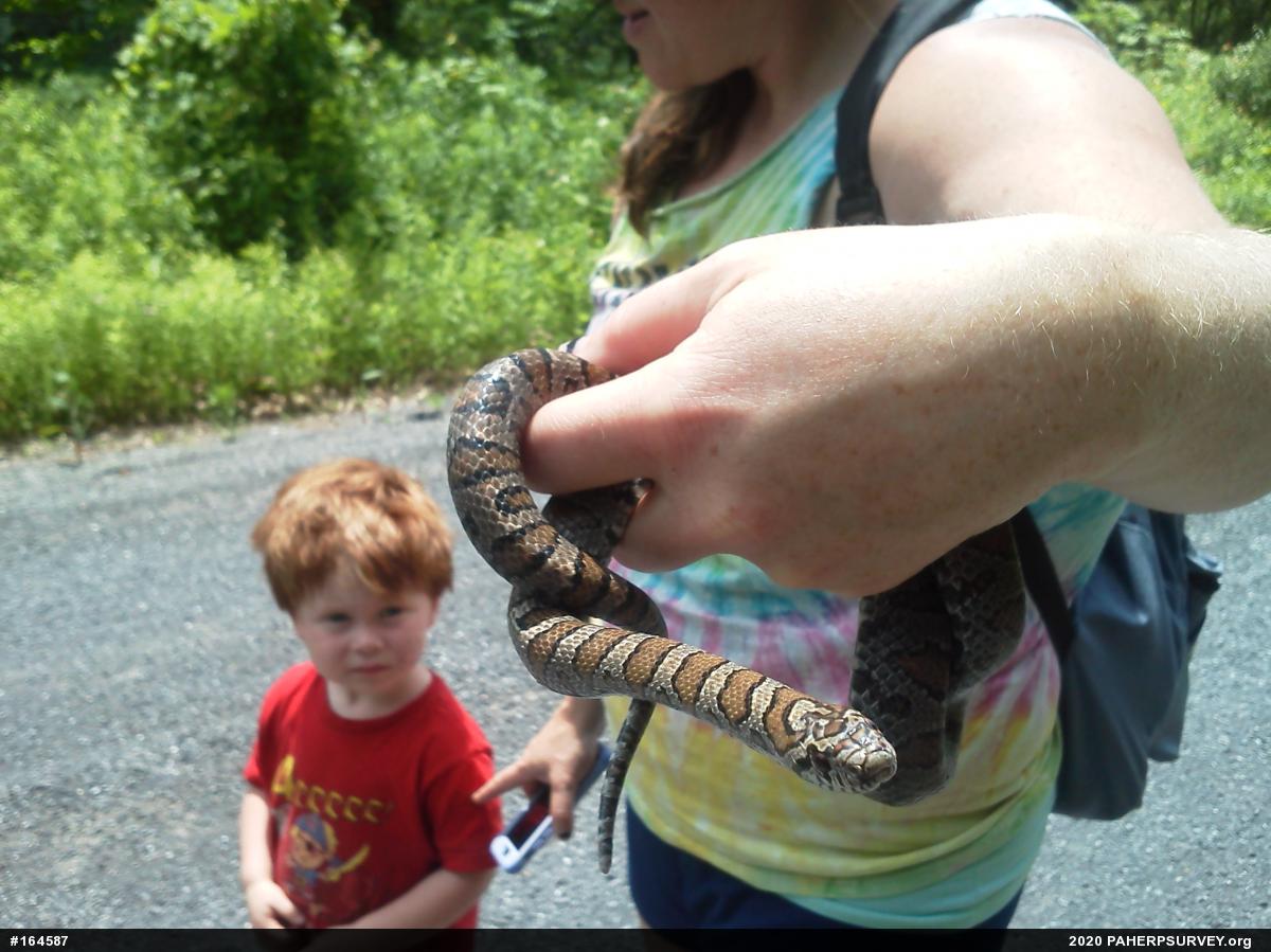Eastern Milksnake