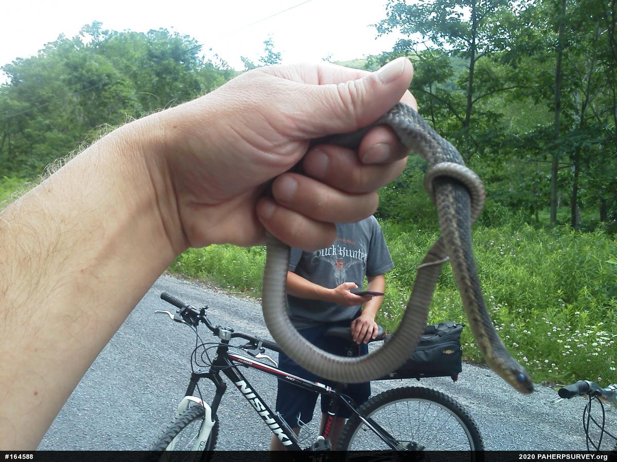 Eastern Gartersnake