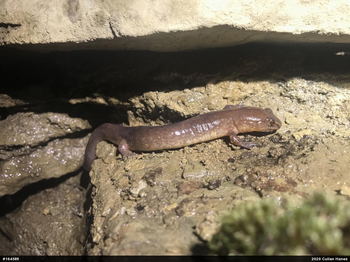 Northern Spring Salamander