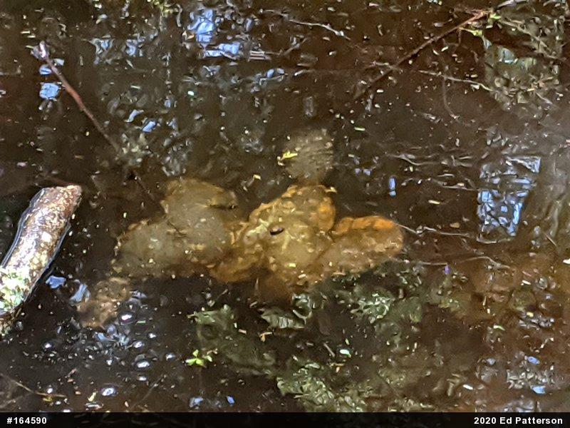 Spotted Salamander