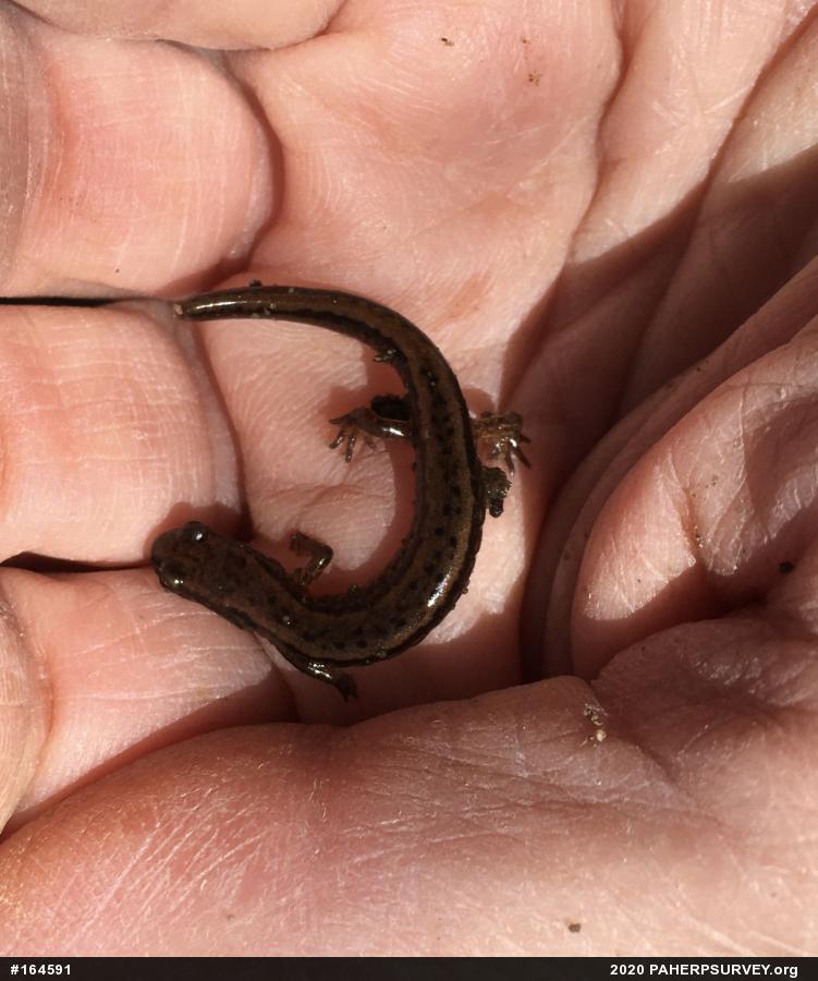 Northern Two-lined Salamander
