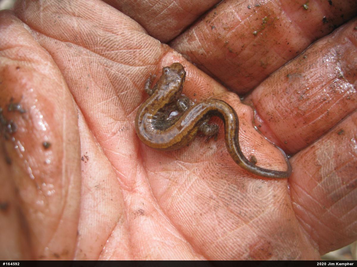 Allegheny Mountain Dusky Salamander