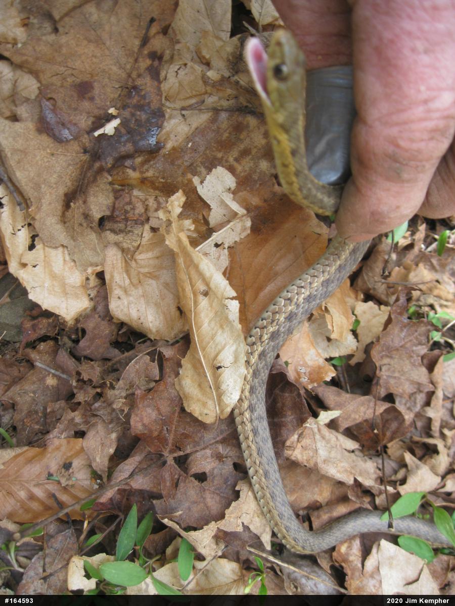 Eastern Gartersnake