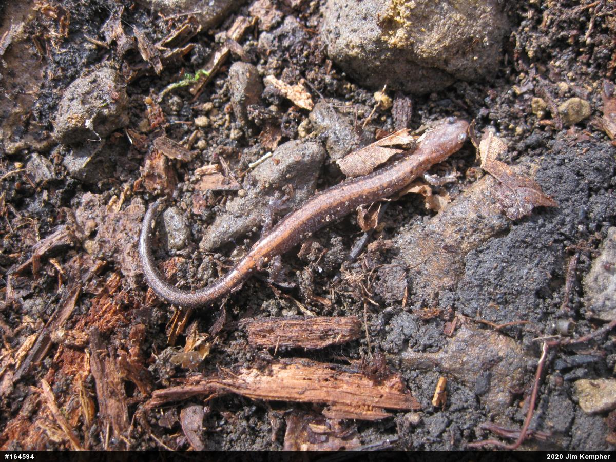 Eastern Red-backed  Salamander
