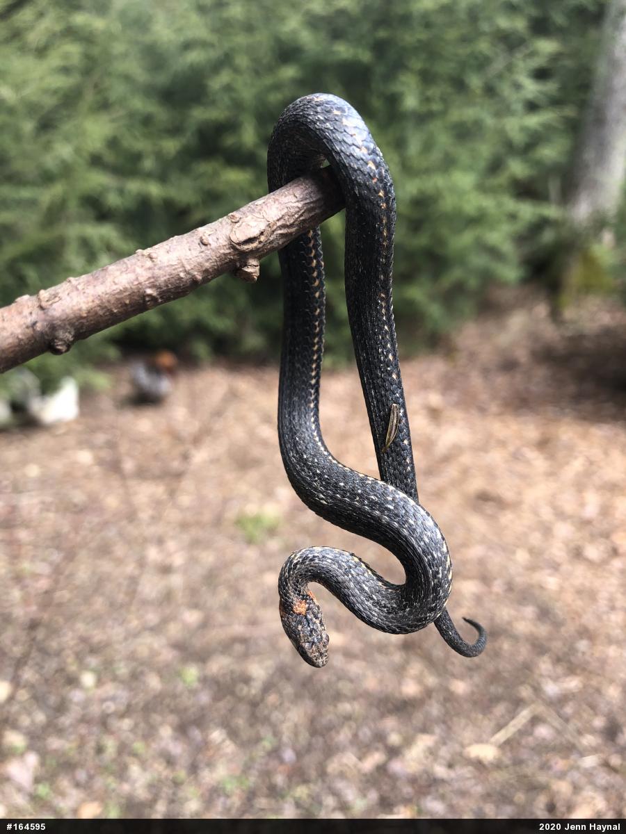 Red-bellied Snake