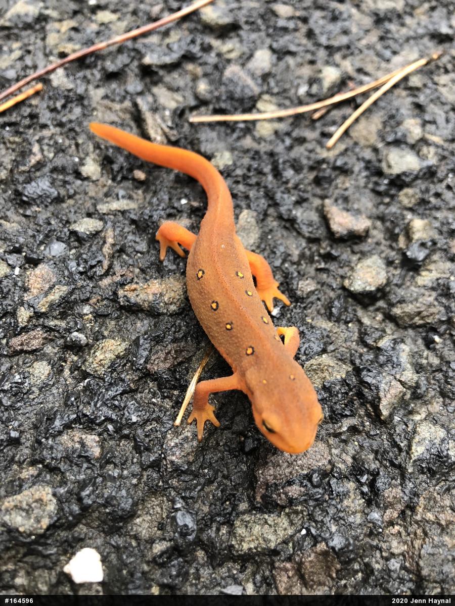 Red-spotted Newt