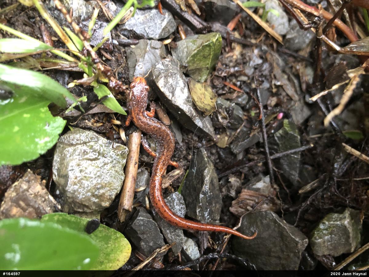 Four-toed Salamander