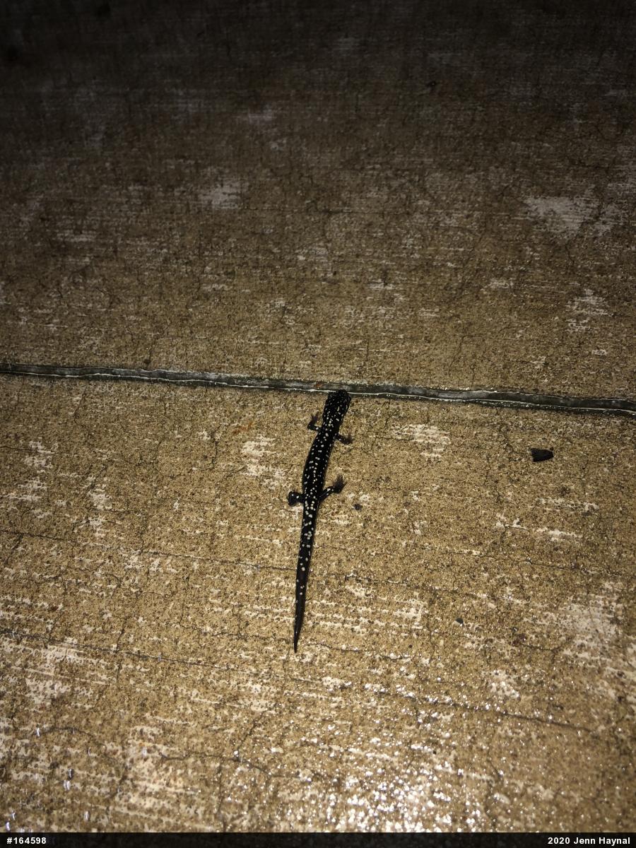 Northern Slimy Salamander