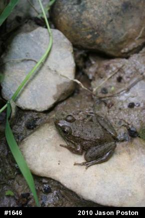 Green Frog