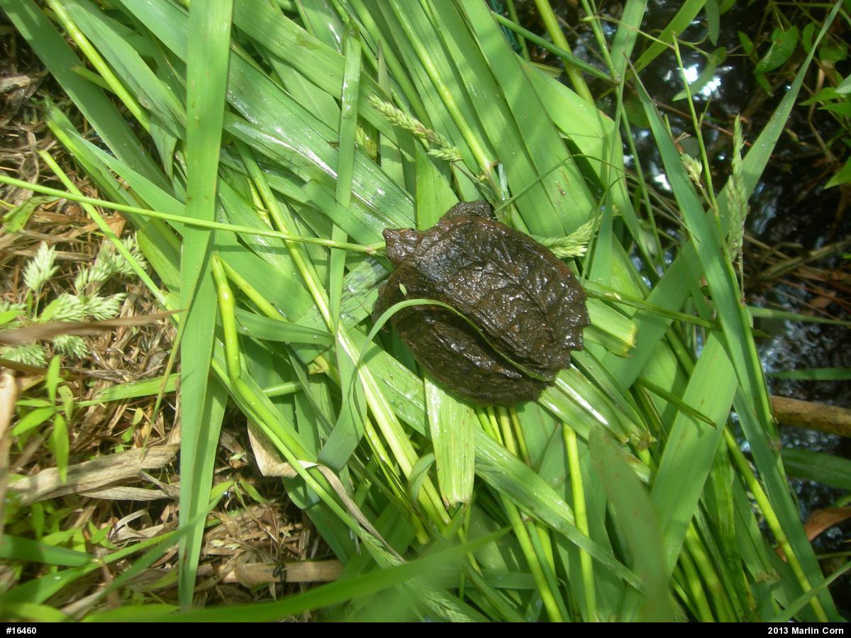 Snapping Turtle