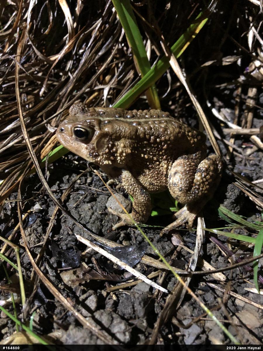 Eastern American Toad