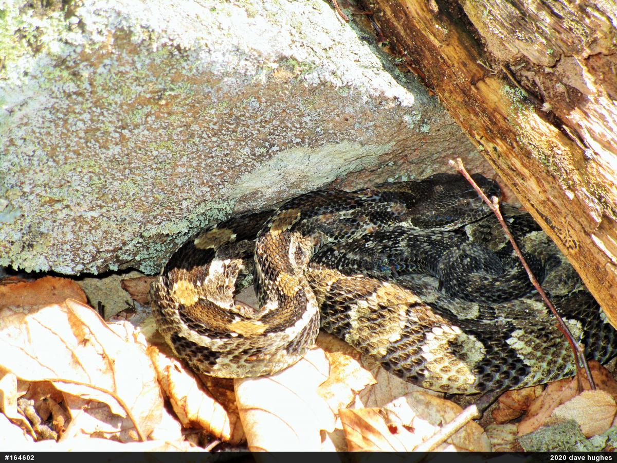 Timber Rattlesnake