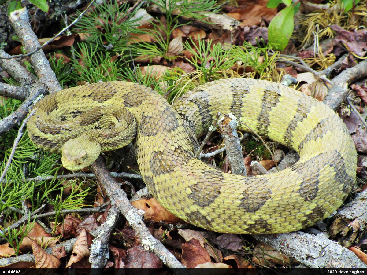 Timber Rattlesnake