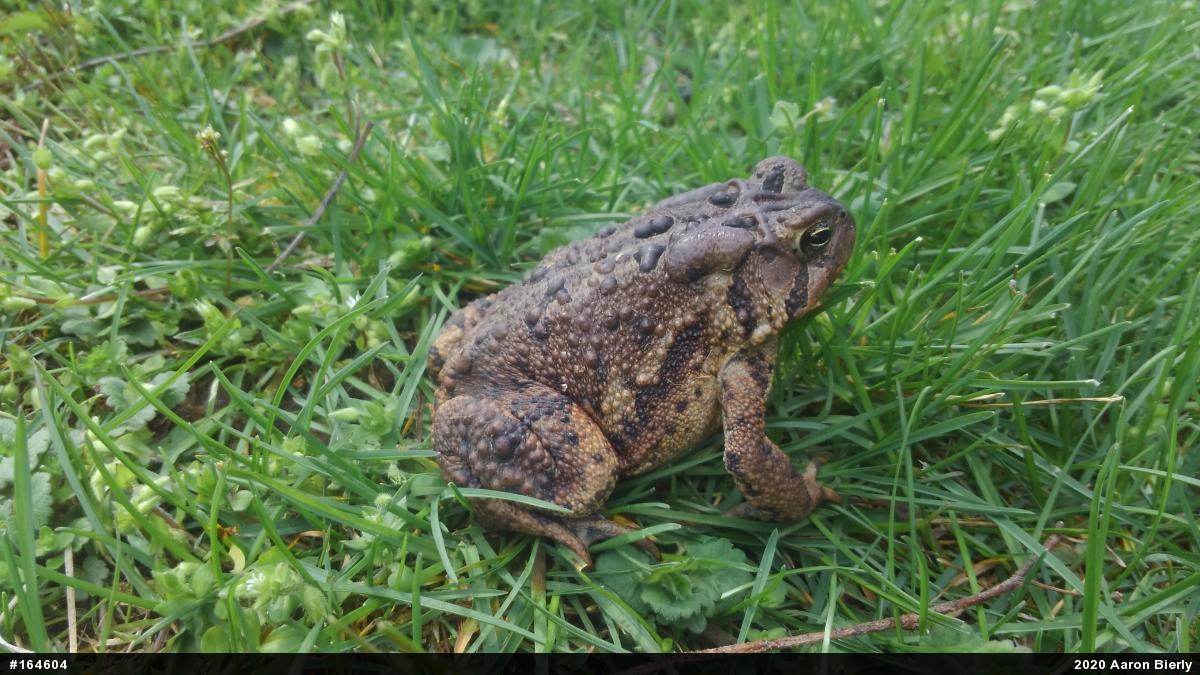 Eastern American Toad