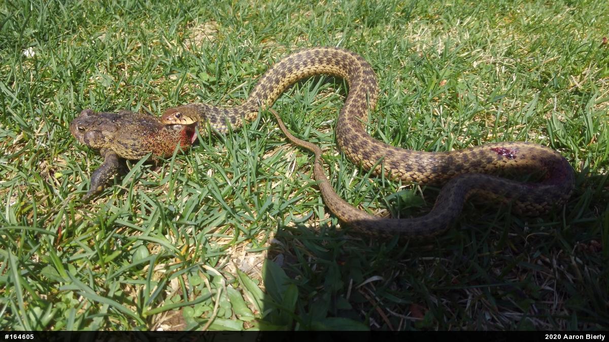 Eastern Gartersnake