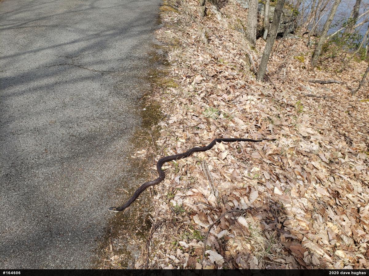 Eastern Ratsnake