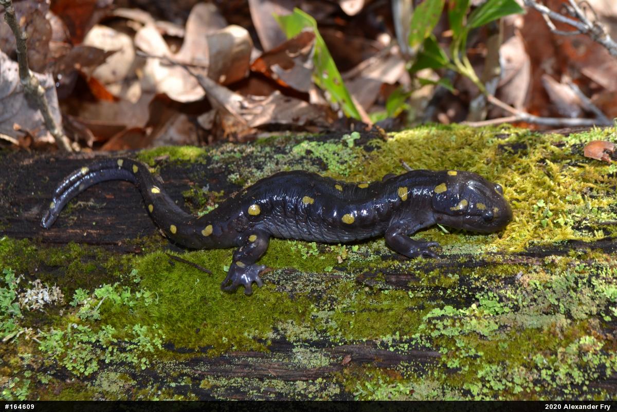 Spotted Salamander