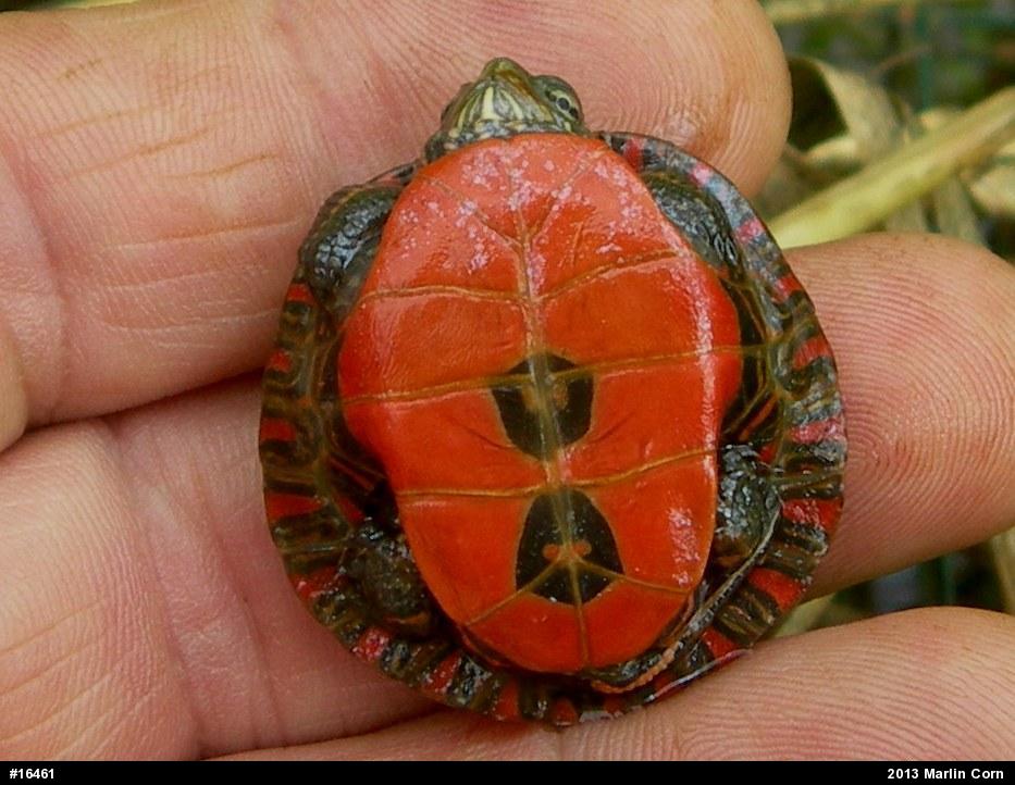 Painted Turtle