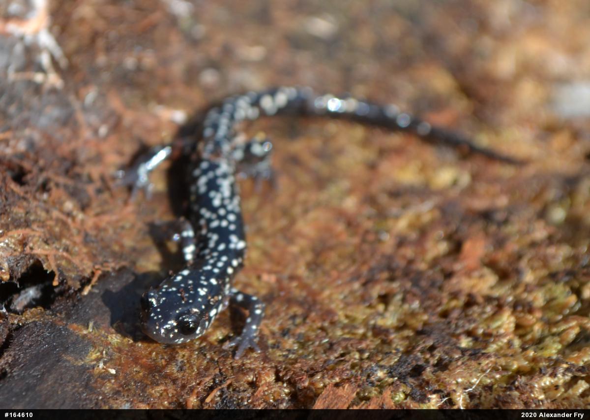 Northern Slimy Salamander