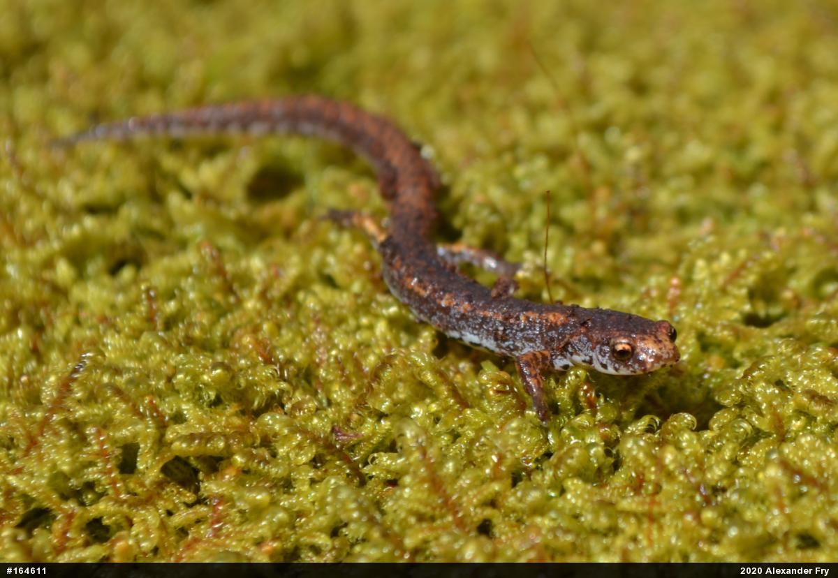 Four-toed Salamander