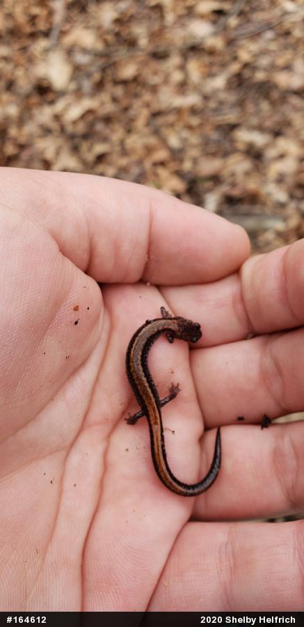 Eastern Red-backed  Salamander
