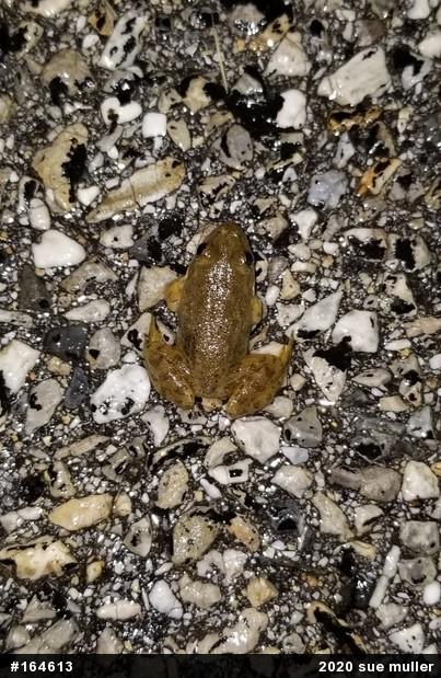American Bullfrog