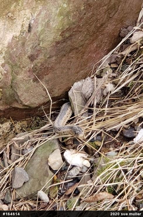 Eastern Gartersnake