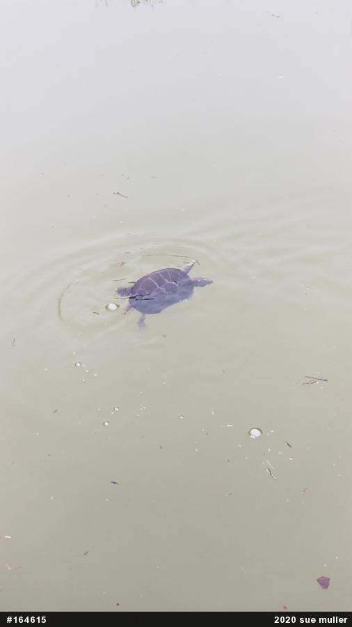 Painted Turtle