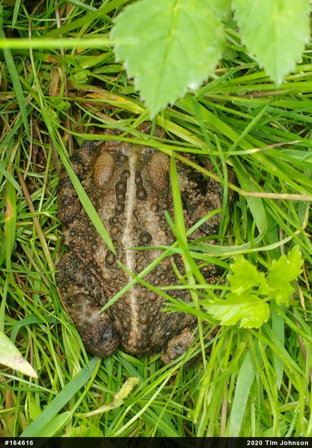 Eastern American Toad