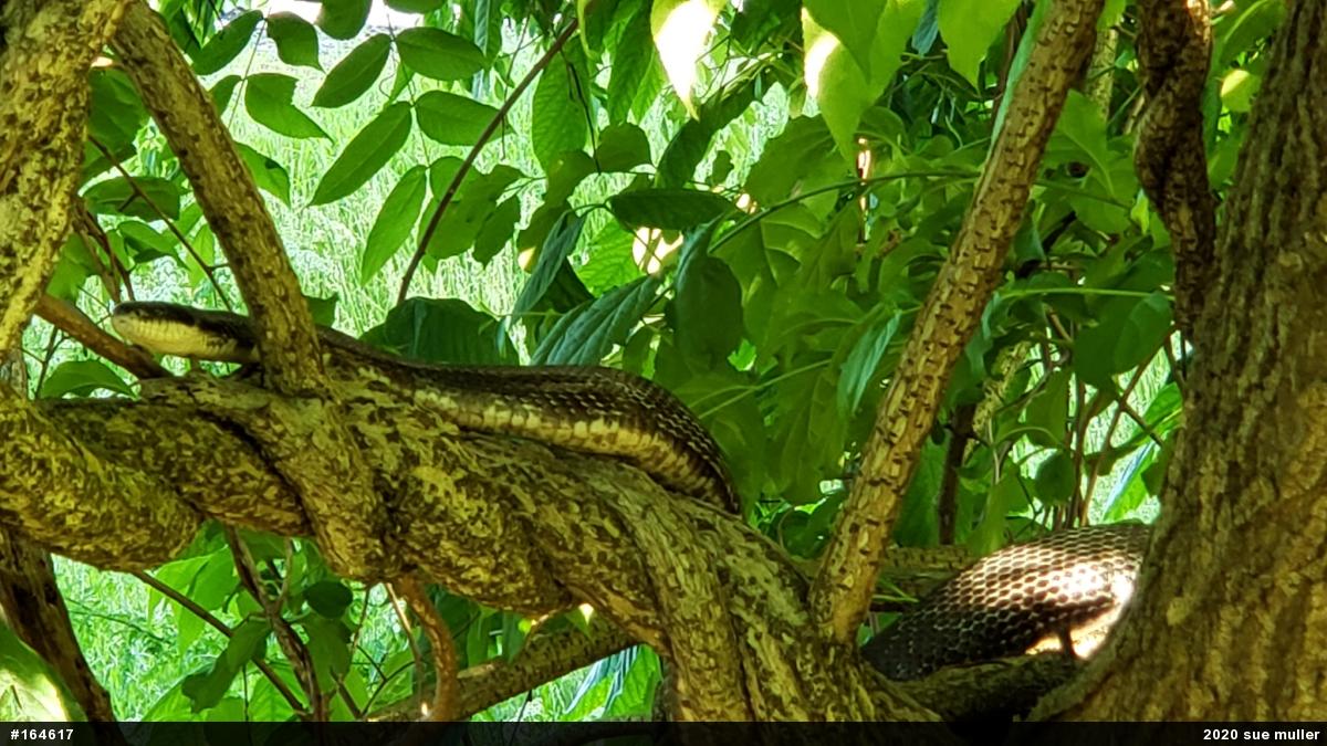 Eastern Ratsnake