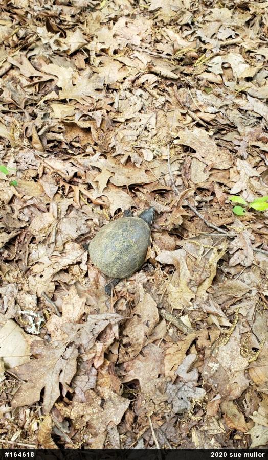 Eastern Musk Turtle
