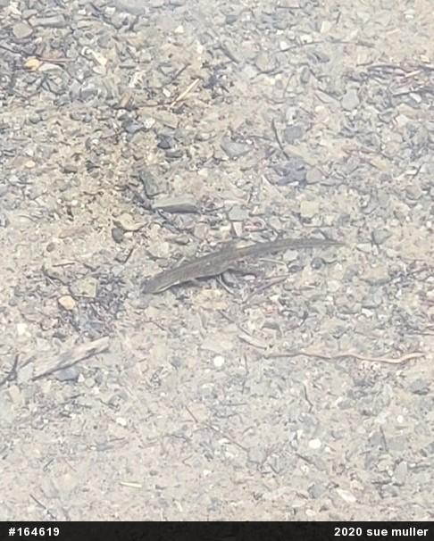 Red-spotted Newt