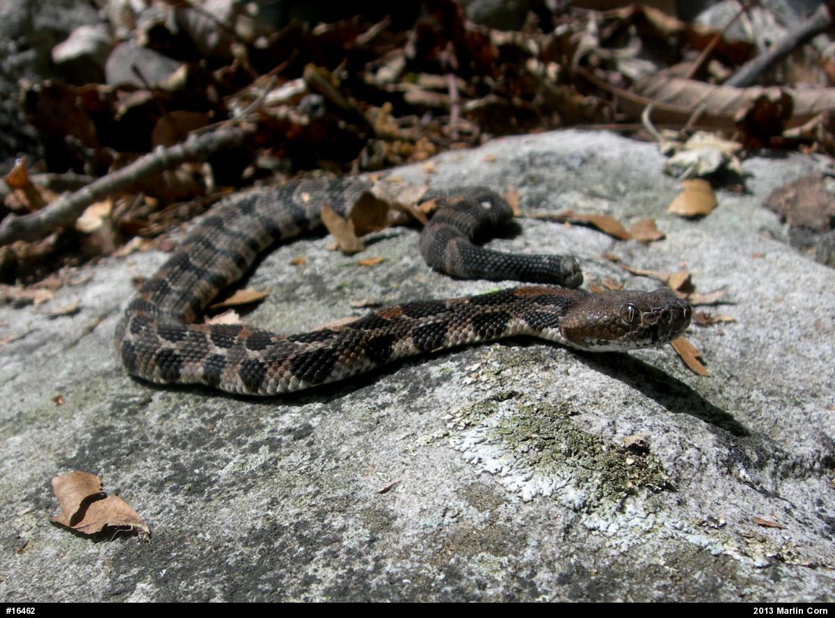 Timber Rattlesnake