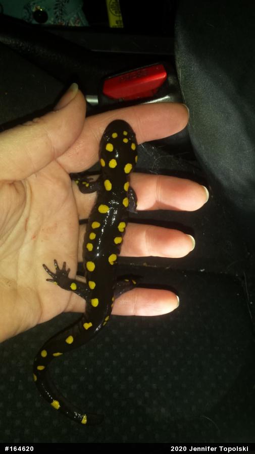 Spotted Salamander