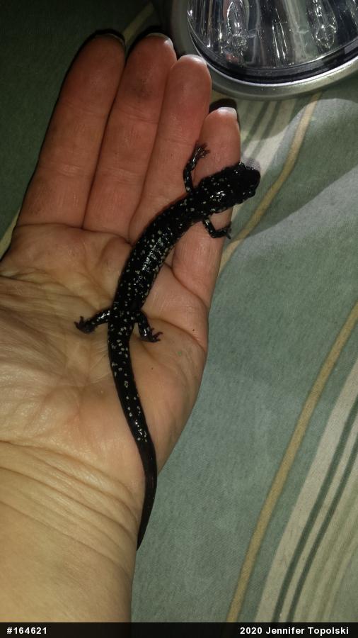 Northern Slimy Salamander