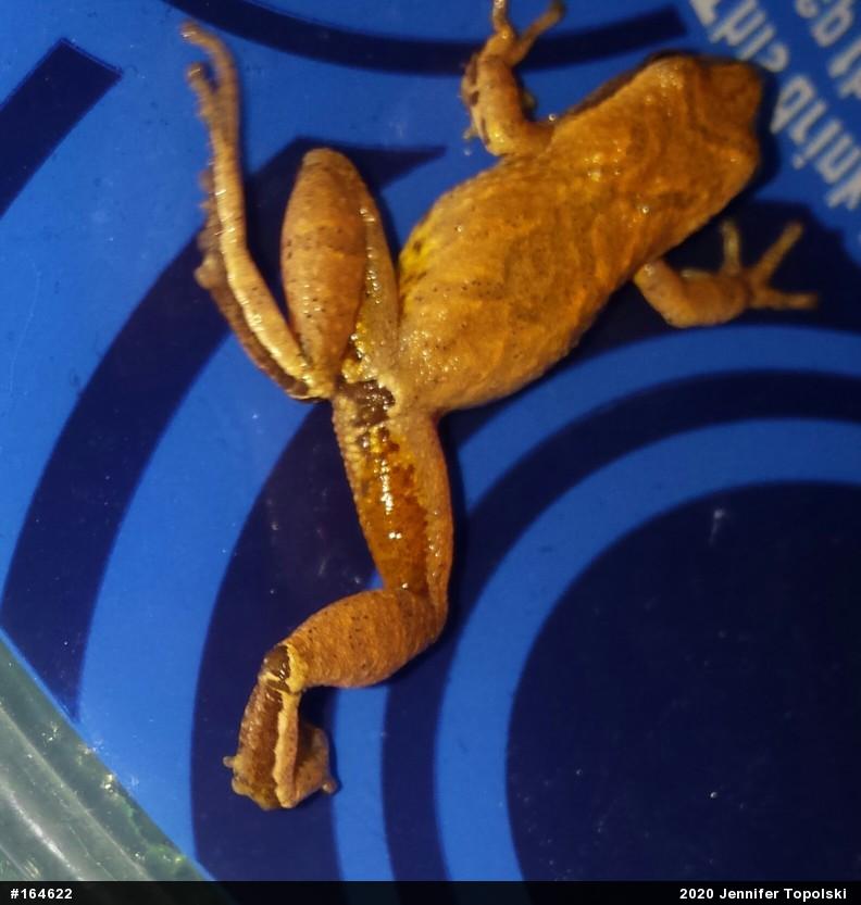 Spring Peeper